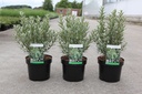 Hippophae rhamnoides 'Hikul' cont. 3,6L 30-40 cm (male) +p
