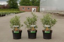 Hippophae rhamnoides 'Leikora' cont. 3,6L 40-50 cm (fem) +p