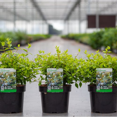 [P] Abelia 'Kaleidoscope' (PBR) cont. 3,6L 30/+ cm +ф