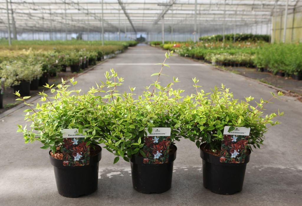 [P] Abelia 'Kaleidoscope' (PBR) cont. 3,6L 30/+ cm +p