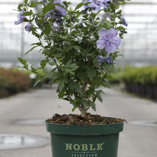 Hibiscus syriacus BLUE CHIFFON (PBR) cont. 10L 60-80 cm +B