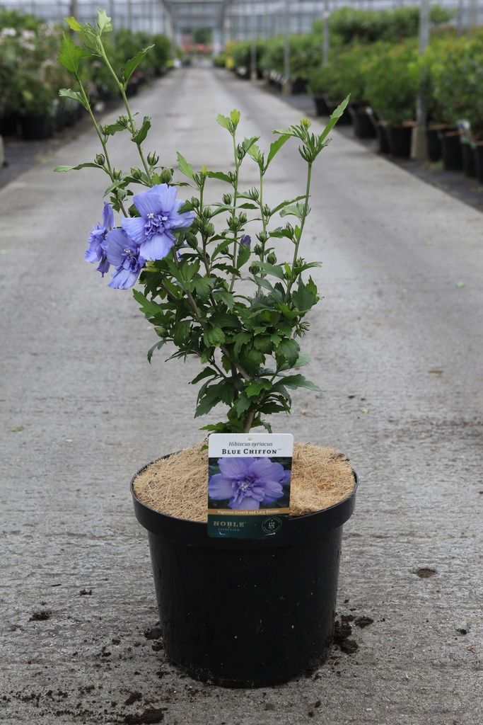 Hibiscus syriacus BLUE CHIFFON (PBR) cont. 10L 60-80 cm +f