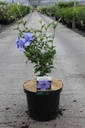 Hibiscus syriacus BLUE CHIFFON (PBR) cont. 10L 60-80 cm +f