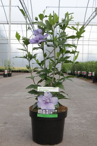 Hibiscus syriacus BLUE CHIFFON (PBR) cont. 3,6L 40-50 cm +B