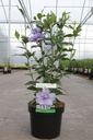 Hibiscus syriacus BLUE CHIFFON (PBR) cont. 3,6L 40-50 cm +B