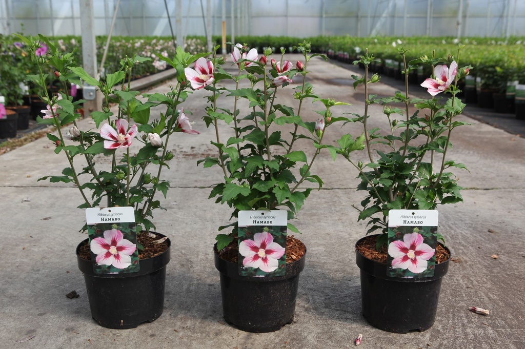 Hibiscus syriacus 'Hamabo' cont. 3,6L 40-50 cm +ф