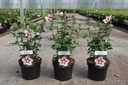 Hibiscus syriacus 'Hamabo' cont. 3,6L 40-50 cm +B
