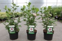 Hibiscus syriacus 'Hamabo' cont. 3,6L 40-50 cm +B