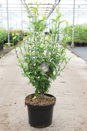 [P] Hibiscus syriacus LAVENDER CHIFFON (PBR) cont. 10L 60-80 cm +B