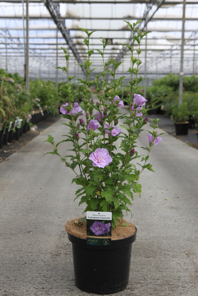 Hibiscus syriacus LAVENDER CHIFFON (PBR) cont. 10L 60-80 cm +p