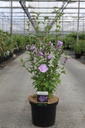 Hibiscus syriacus LAVENDER CHIFFON (PBR) cont. 10L 60-80 cm +B