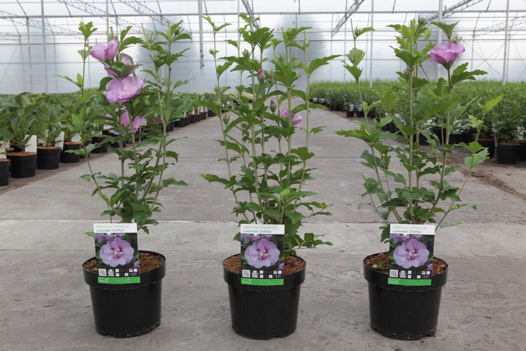 Hibiscus syriacus LAVENDER CHIFFON (PBR) cont. 3,6L 40-50 cm +p