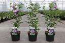 Hibiscus syriacus LAVENDER CHIFFON (PBR) cont. 3,6L 40-50 cm +B