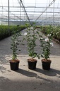 Hibiscus syriacus 'Lady Stanley' cont. 3,6L 40-50 cm +ф