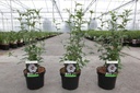 Hibiscus syriacus 'Lady Stanley' cont. 3,6L 40-50 cm +p