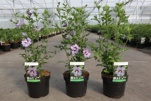 Hibiscus syriacus 'Marina (O. Bleu)' cont. 3,6L 40-50 cm +p