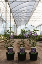 Hibiscus syriacus 'Marina (O. Bleu)' cont. 3,6L 40-50 cm +p