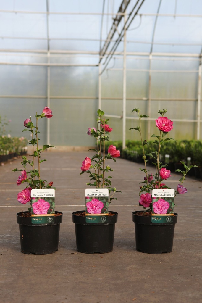 Hibiscus syriacus MAGENTA CHIFFON (PBR) cont. 3,6L 40-50 cm +p