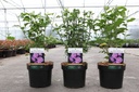 Hibiscus syriacus MAGENTA CHIFFON (PBR) cont. 3,6L 40-50 cm +ф
