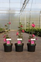 Hibiscus syriacus MAGENTA CHIFFON (PBR) cont. 3,6L 40-50 cm +p