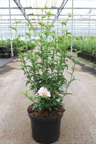 [P] Hibiscus syriacus PINK CHIFFON (PBR) cont. 10L 60-80 cm +ф