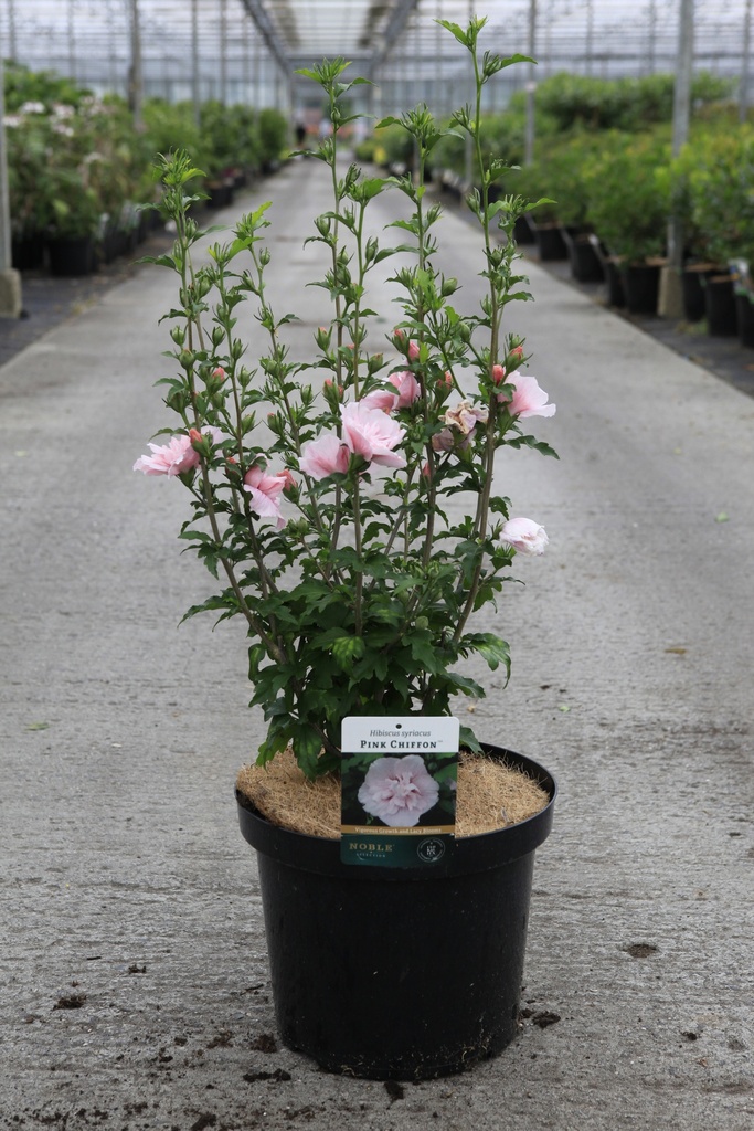 [P] Hibiscus syriacus PINK CHIFFON (PBR) cont. 10L 60-80 cm +f