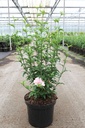 Hibiscus syriacus PINK CHIFFON (PBR) cont. 10L 60-80 cm +ф