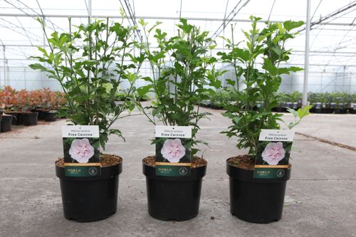 Hibiscus syriacus PINK CHIFFON (PBR) cont. 3,6L 40-50 cm +B