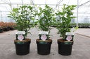 Hibiscus syriacus PINK CHIFFON (PBR) cont. 3,6L 40-50 cm +B