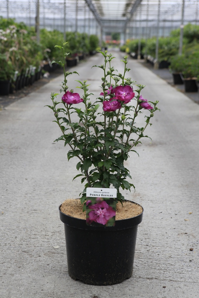 [P] Hibiscus syriacus 'Purple Ruffles' cont. 10L 60-80 cm +ф