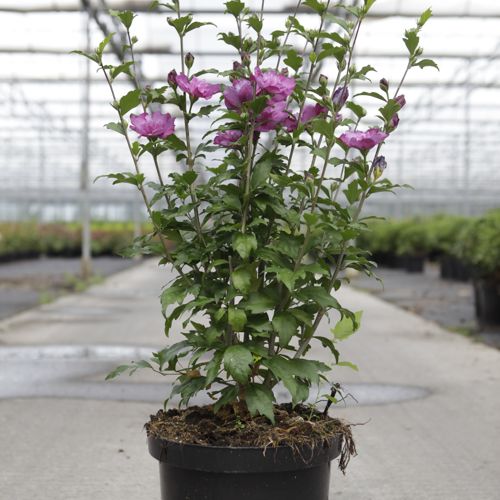 [P] Hibiscus syriacus 'Purple Ruffles' cont. 10L 60-80 cm +p