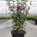 Hibiscus syriacus 'Purple Ruffles' cont. 10L 60-80 cm +ф