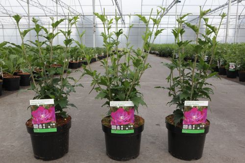 Hibiscus syriacus 'Purple Ruffles' cont. 3,6L 40-50 cm +B