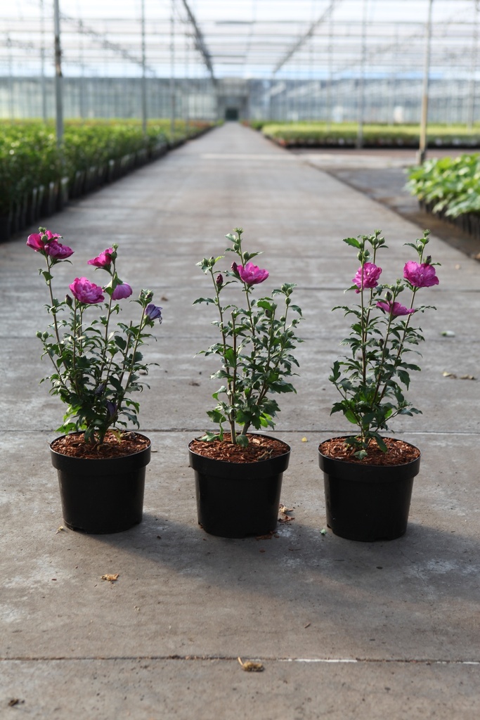 [P] Hibiscus syriacus 'Purple Ruffles' cont. 3,6L 40-50 cm +f