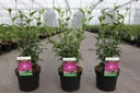 Hibiscus syriacus 'Purple Ruffles' cont. 3,6L 40-50 cm +ф