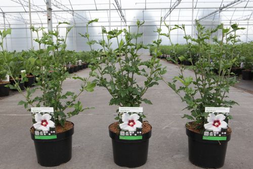 Hibiscus syriacus 'Red Heart' cont. 3,6L 40-50 cm +ф
