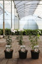 Hibiscus syriacus 'Red Heart' cont. 3,6L 40-50 cm +p
