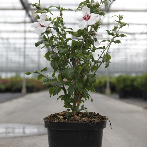 [P] Hibiscus syriacus 'Shintaeyang' cont. 10L 60-80 cm +ф