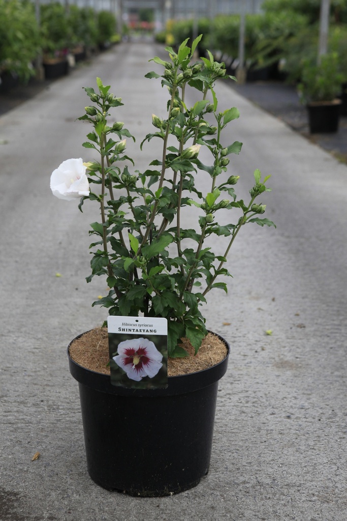 Hibiscus syriacus 'Shintaeyang' cont. 10L 60-80 cm +f