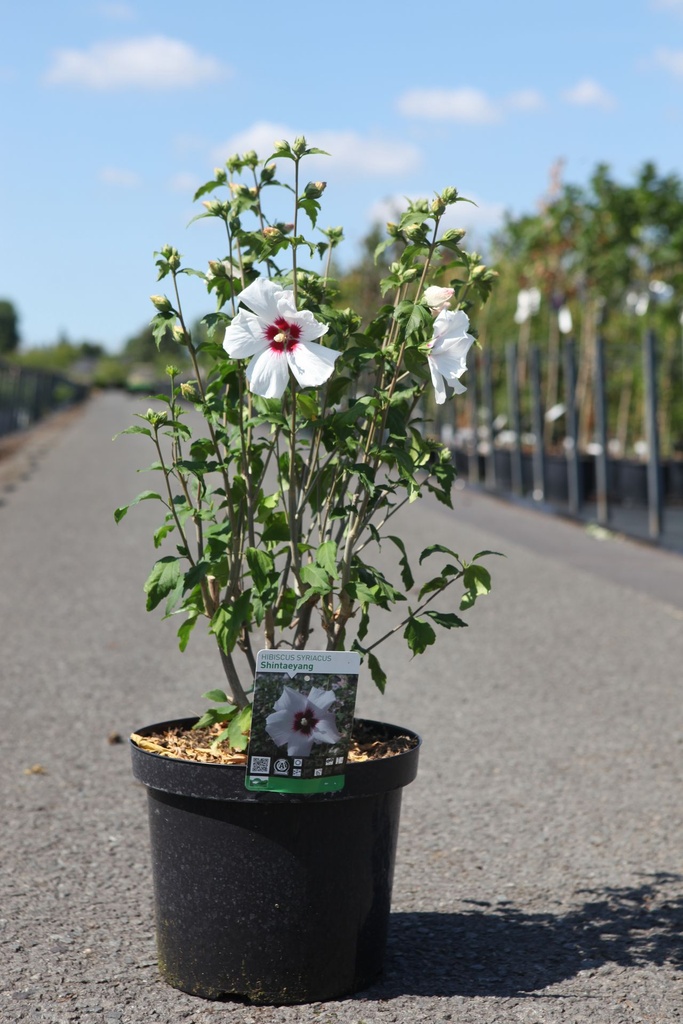 Hibiscus syriacus 'Shintaeyang' cont. 10L 60-80 cm +p