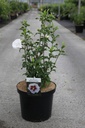 Hibiscus syriacus 'Shintaeyang' cont. 10L 60-80 cm +f