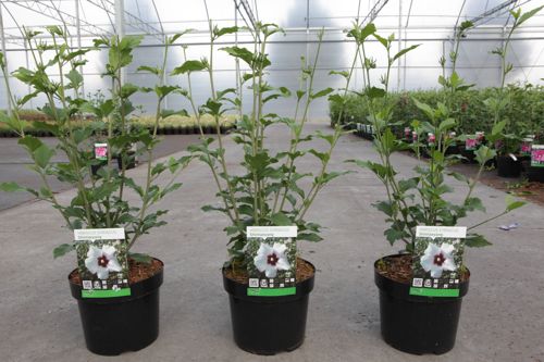 Hibiscus syriacus 'Shintaeyang' cont. 3,6L 40-50 cm +p