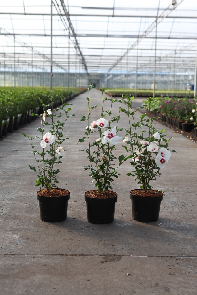 Hibiscus syriacus 'Shintaeyang' cont. 3,6L 40-50 cm +p