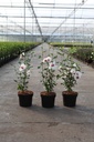 Hibiscus syriacus 'Shintaeyang' cont. 3,6L 40-50 cm +ф
