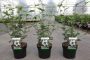 Hibiscus syriacus 'Shintaeyang' cont. 3,6L 40-50 cm +p