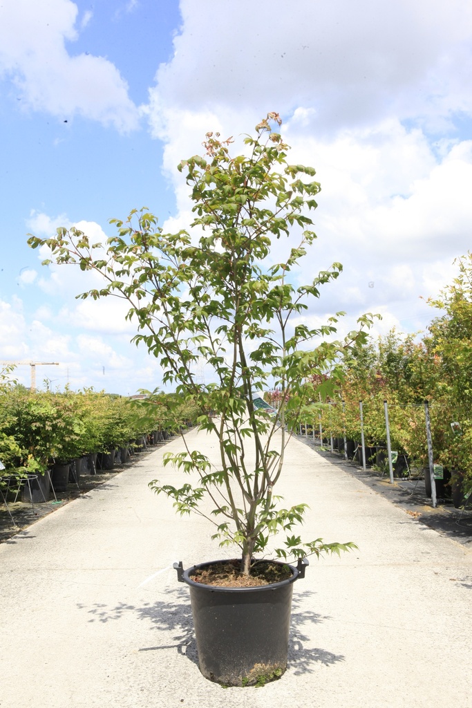 [P] Acer palmatum 'Osakazuki' Kont. 30L 125-150 cm +B