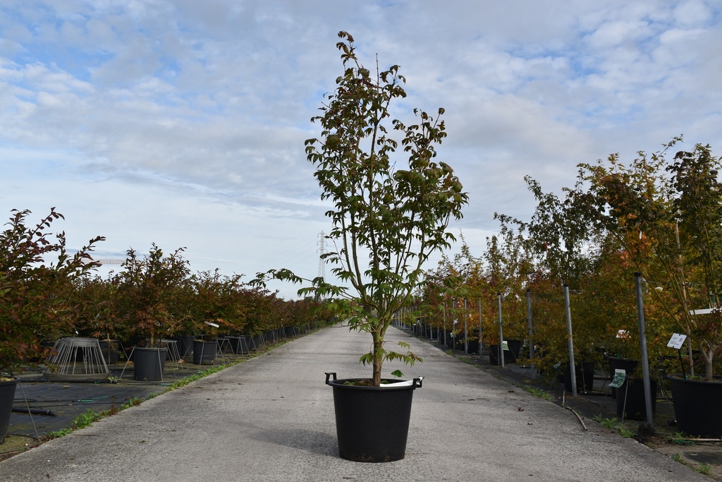 Acer palmatum 'Osakazuki' cont. 30L 125-150 cm +f