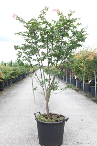 [P] Acer palmatum 'Osakazuki' cont. 30L 125-150 cm +p