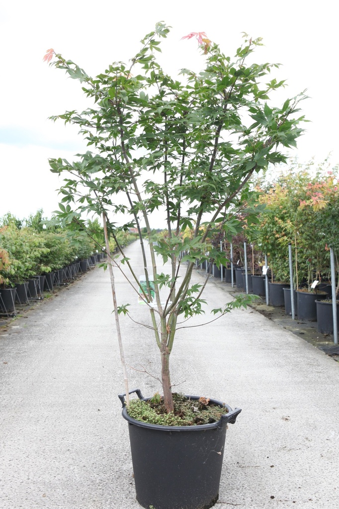 [P] Acer palmatum 'Osakazuki' cont. 30L 125-150 cm +p