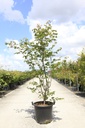 Acer palmatum 'Osakazuki' Kont. 30L 125-150 cm +B